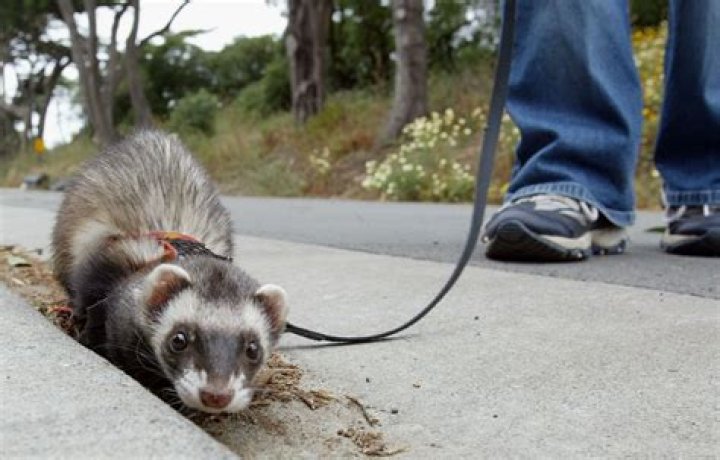 Are ferrets illegal?