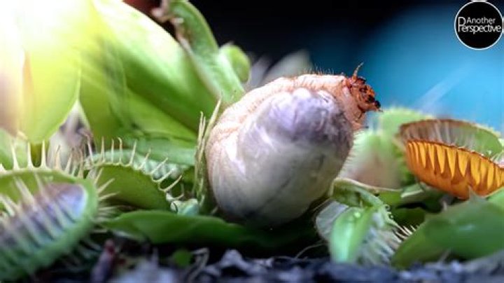 Can bugs escape a Venus flytrap?