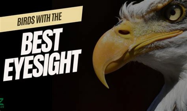 What's the best eyesight number?