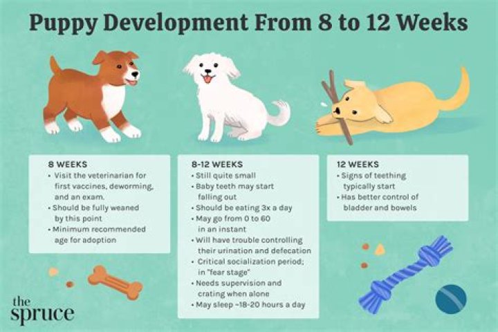 What people don't tell you about getting a puppy?